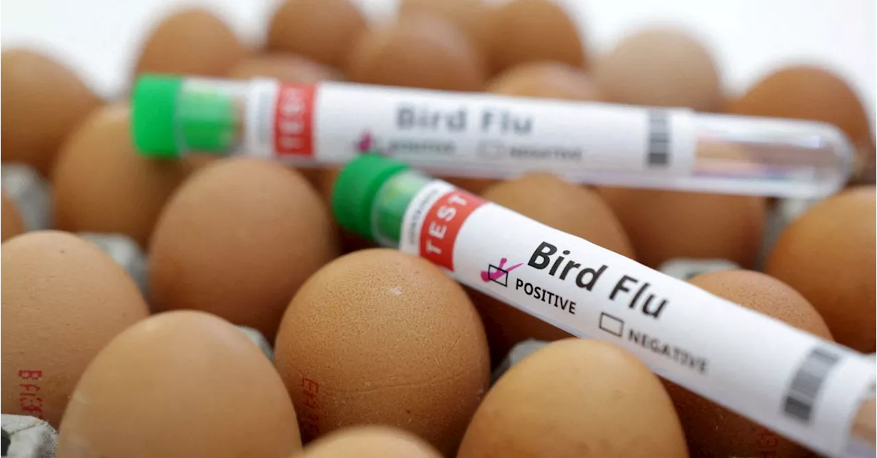 Romania and Bulgaria report bird flu as Europe faces new wave of virus