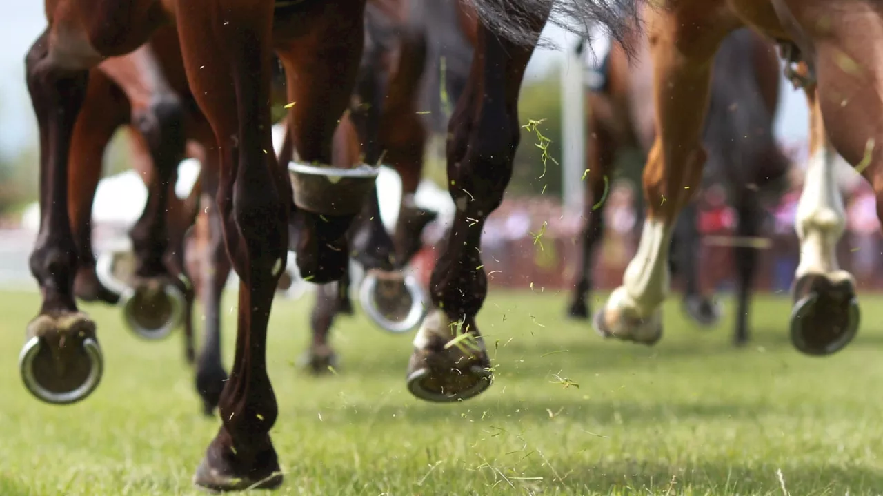 ‘The best horse wins’: Shayne O’Cass breaks down Cox Plate odds