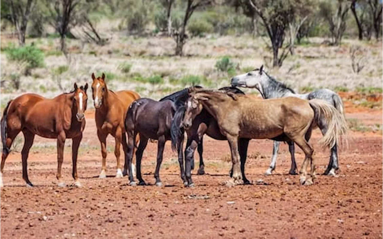 Australia, troppi cavalli selvatici: saranno abbattuti sparando dagli elicotteri