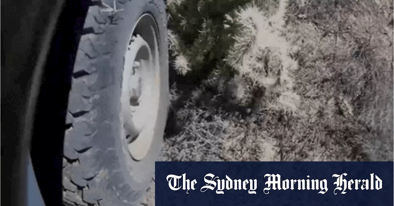 ‘Napalm it all’: Desperate calls to stop cactus menace spreading across Australia