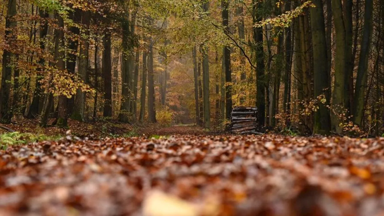 Natur: 600.000 Tonnen Laub fallen im Staatswald zu Boden