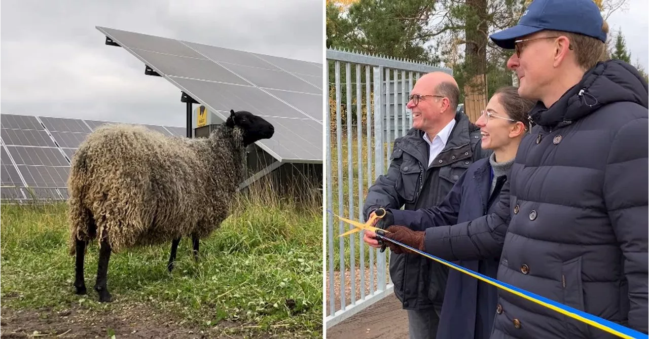 Här invigs Sveriges största solcellspark i Kungsåra utanför Västerås