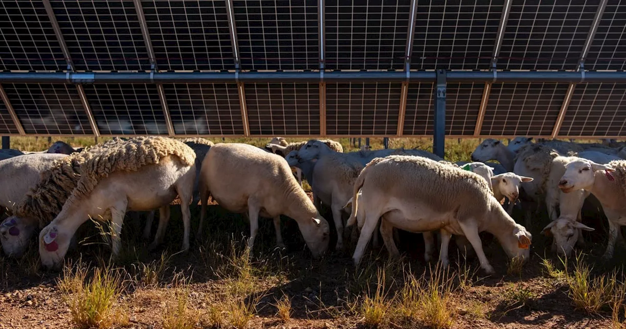 Sheep find a home on Texas solar farms as “agrivoltaics” gain popularity