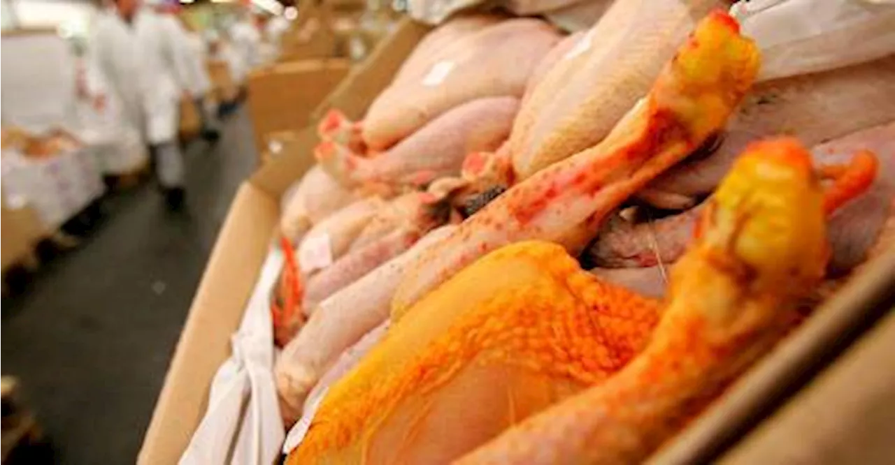 Over 300 salmonella cases in EU likely linked to chicken meat