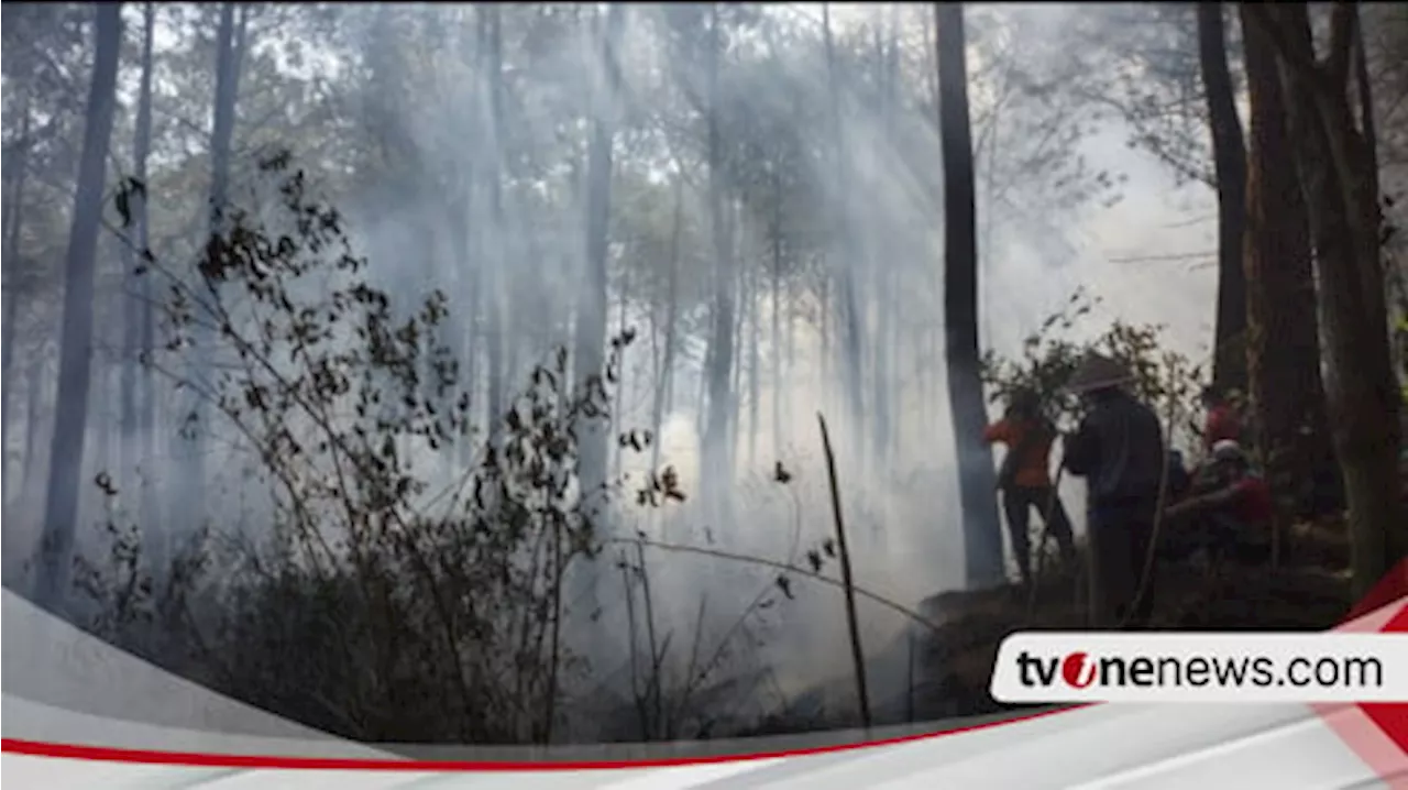 Karhutla Lereng Semeru Berhasil Dipadamkan, Perhutani Sebut Hutan Pinus yang Terbakar 3 Hektar