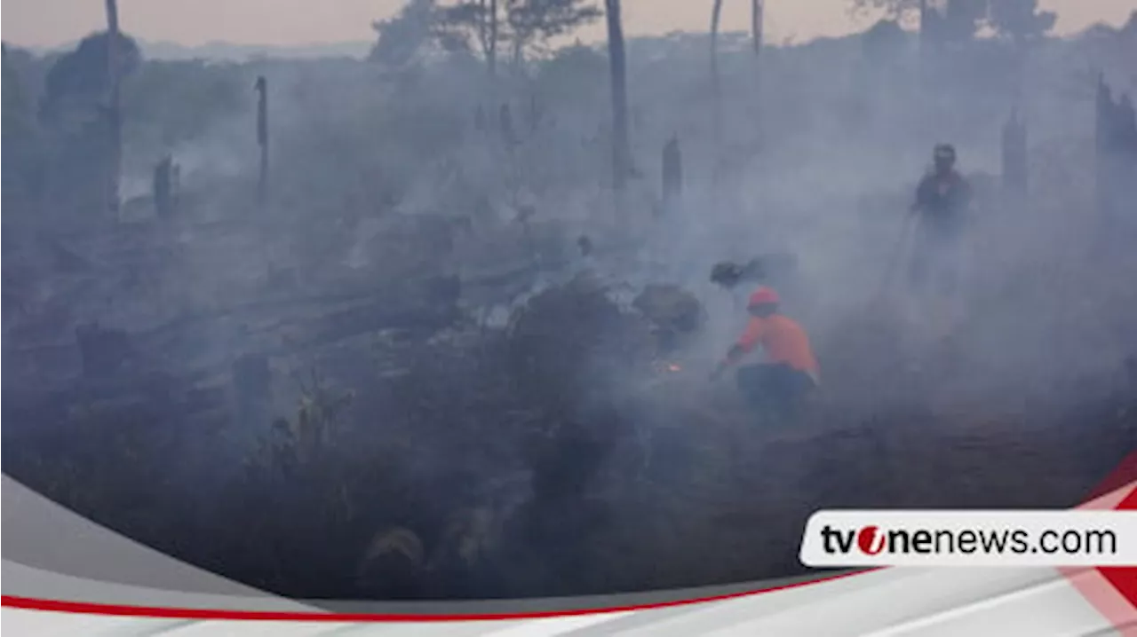 Sempat Padam Dua Pekan Lalu, Hutan Pinus di Lumajang Kini Terbakar Lagi Bahkan Semakin Meluas