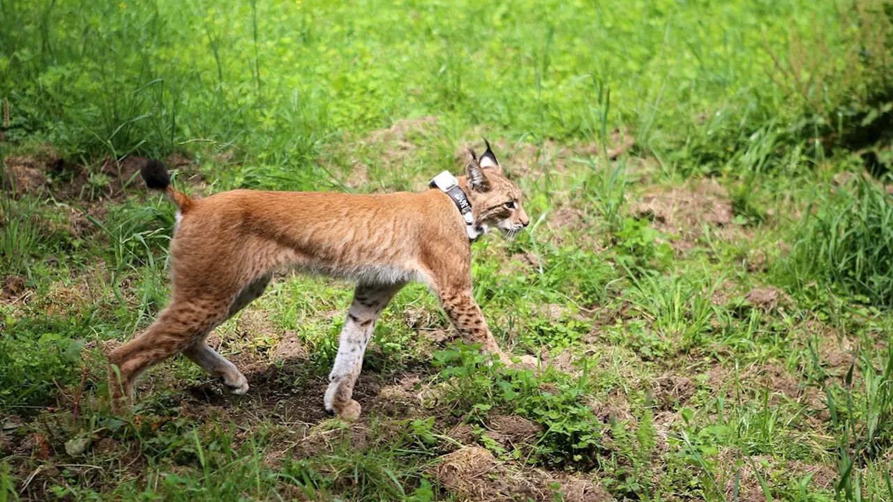 Rückkehr der Luchse: Raubtiere sollen in Sachsen ausgewildert werden