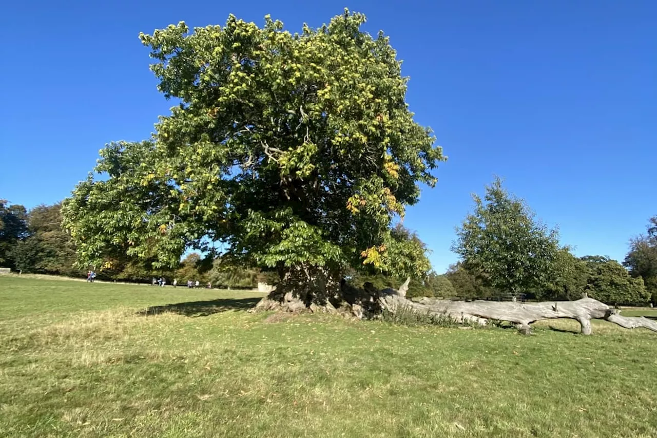 Studley Royal Deer Park: The magnificent conker trees brought to Yorkshire by the Romans