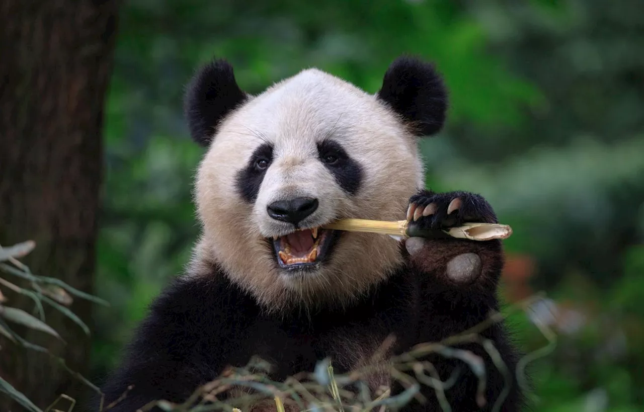 Le régime alimentaire du panda géant