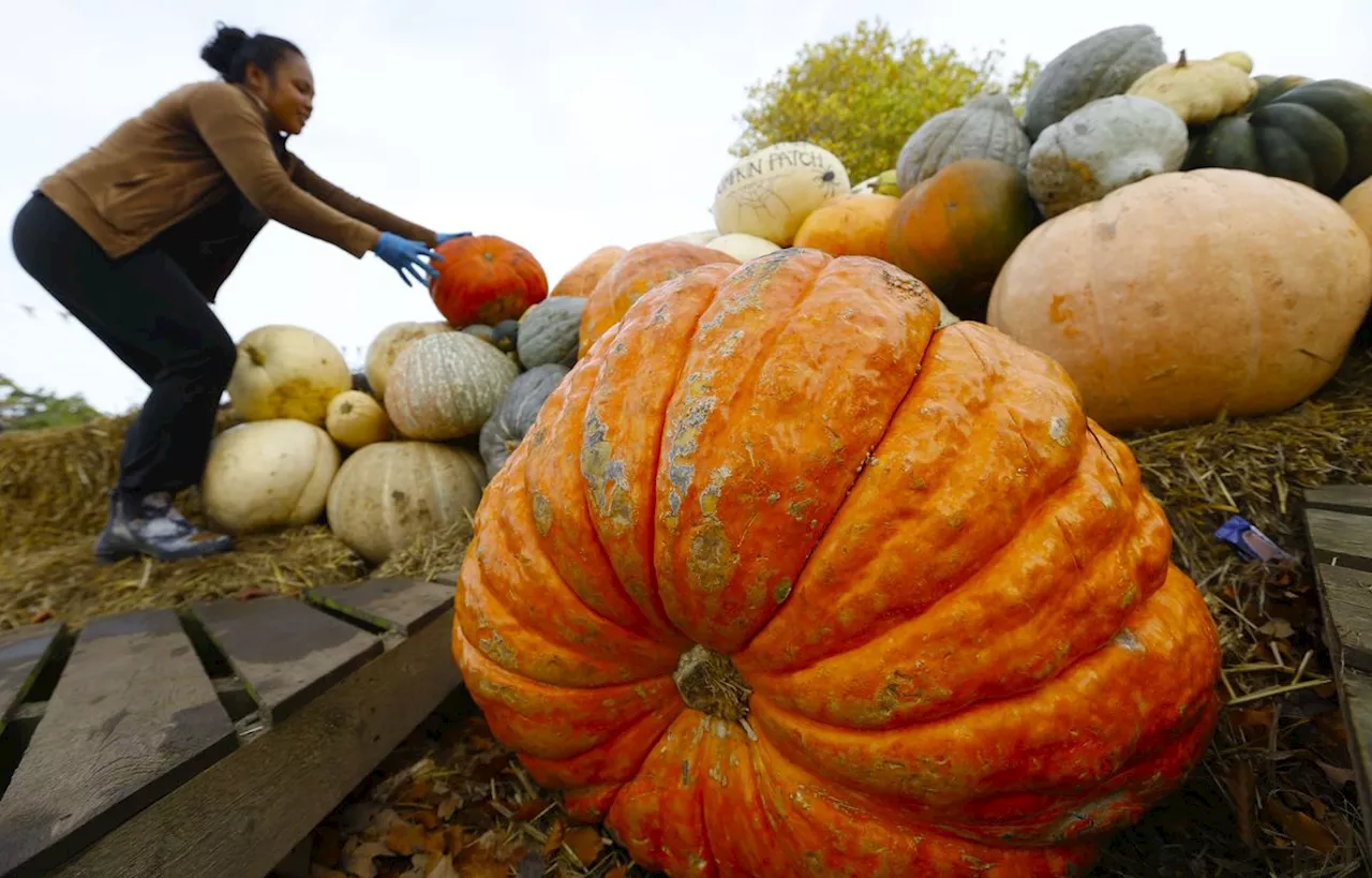 Où trouver la citrouille parfaite pour Halloween à Paris et en Île-de-France