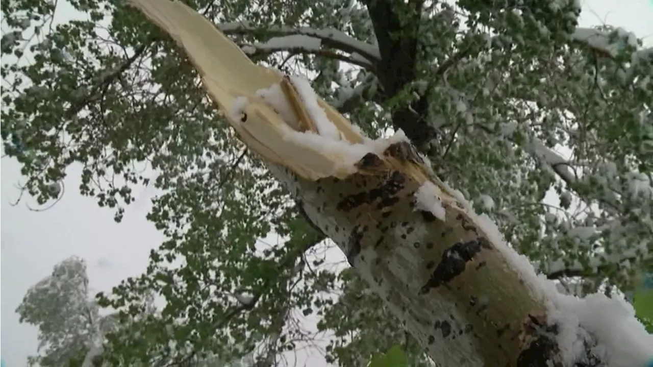 How to remove snow from your trees