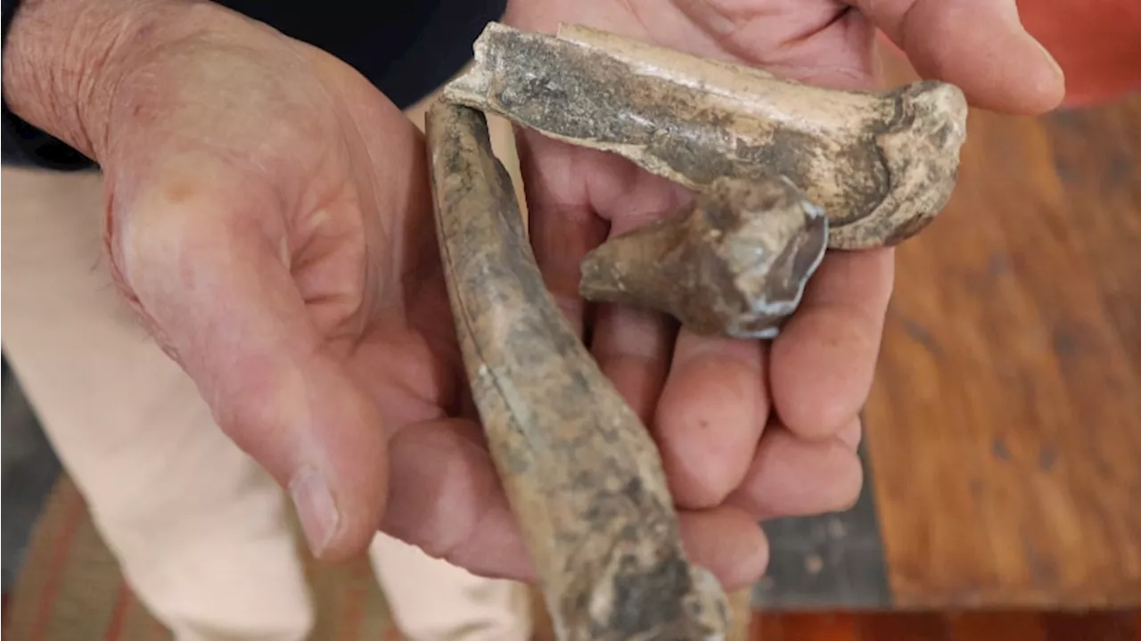 Megafauna bones found in Kingston SE National Trust Museum cabinet tell of SA town's pre-history