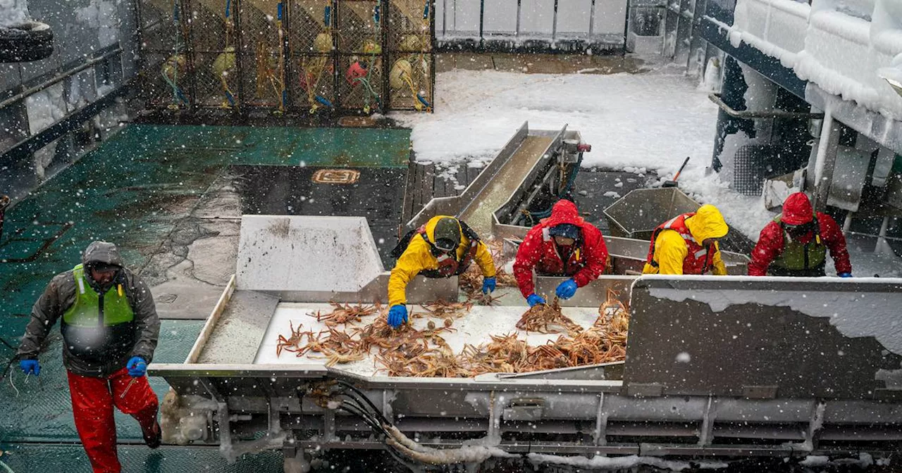 Second snow crab season canceled as researchers pinpoint cause