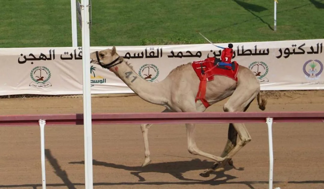 «شديدة» تتوج بكأس حاكم الشارقة لسباقات الهجن