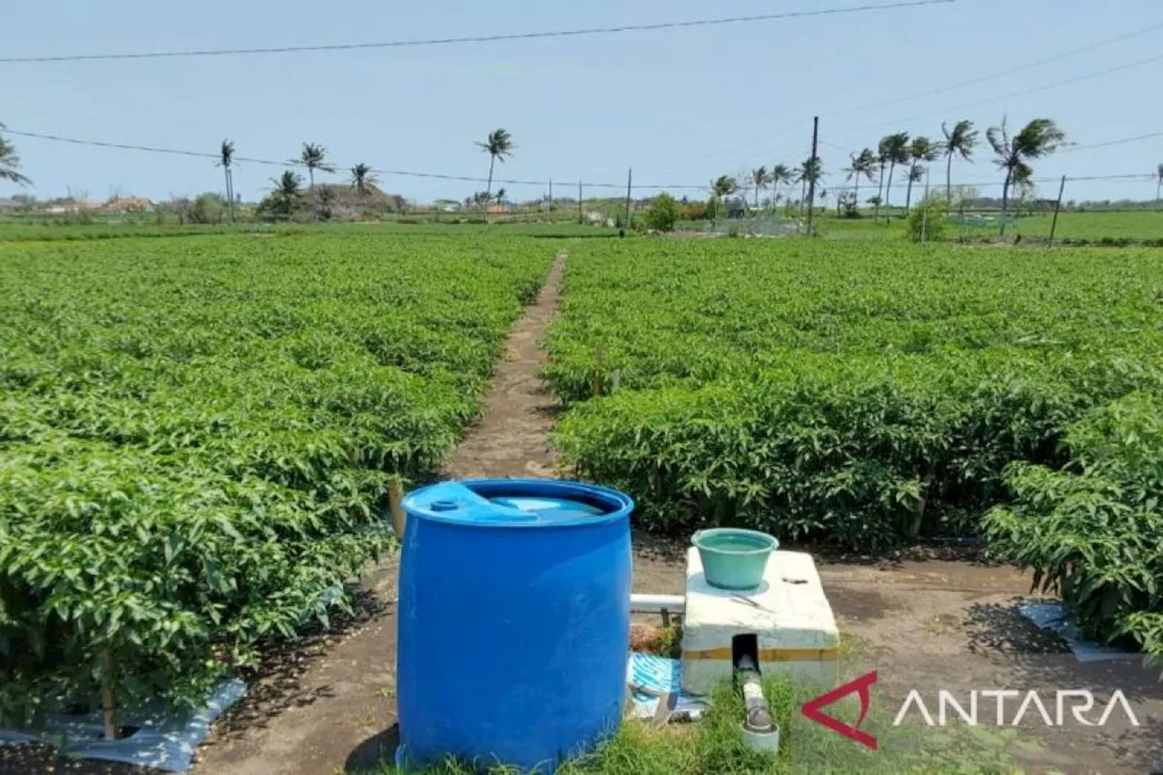 Lahan pasir Kulon Progo yang mengubah petani jadi jutawan