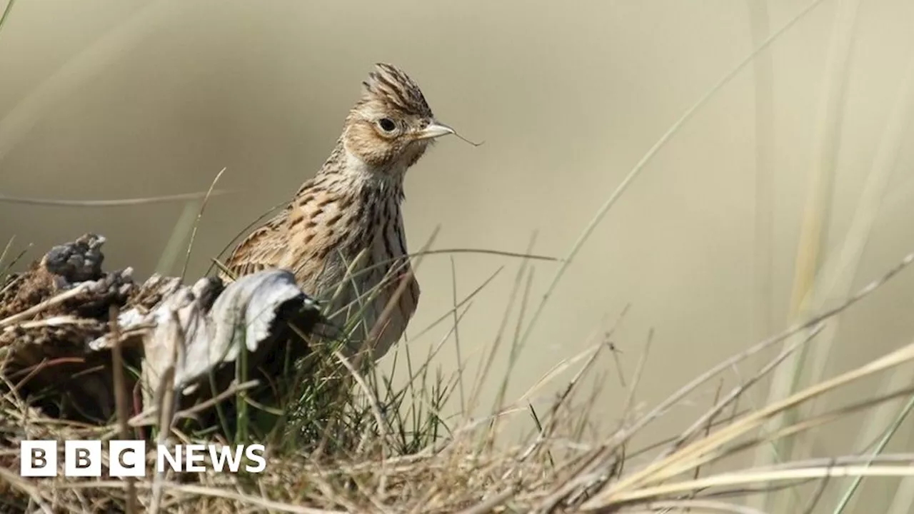 Archers Green nature reserve purchased by wildlife trust