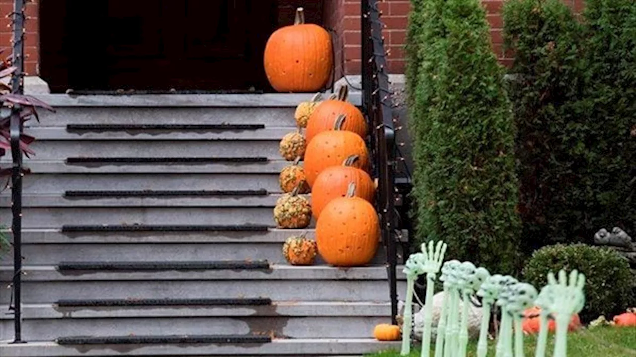 BC Conservation Officer Service Encourages Residents to Be Mindful of Pumpkin Carving and Bear Attraction