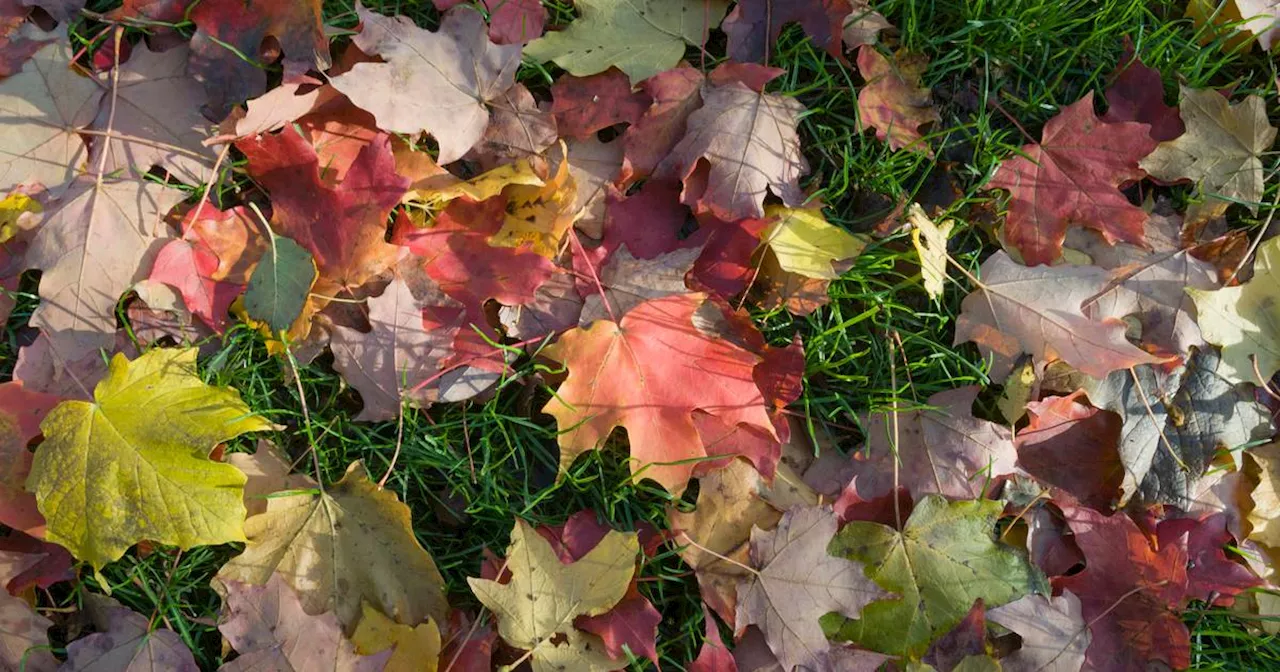 Is it OK to mow fallen leaves? The answers to all your fall lawn questions.