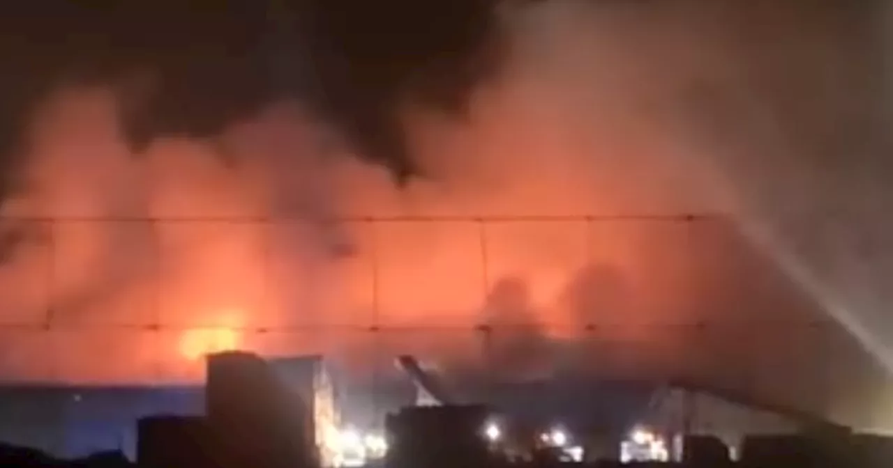 Major Blaze at Scots Christmas Tree Farm