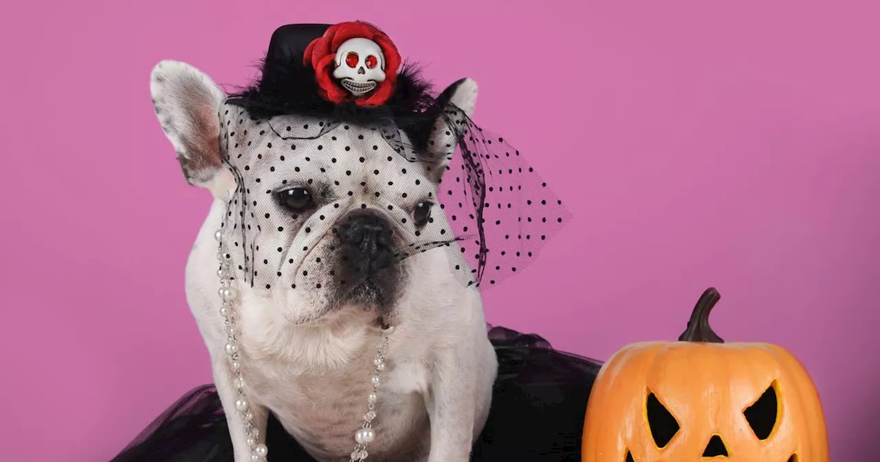 Dangerous Halloween treats that could cost dog owners a £200 bill