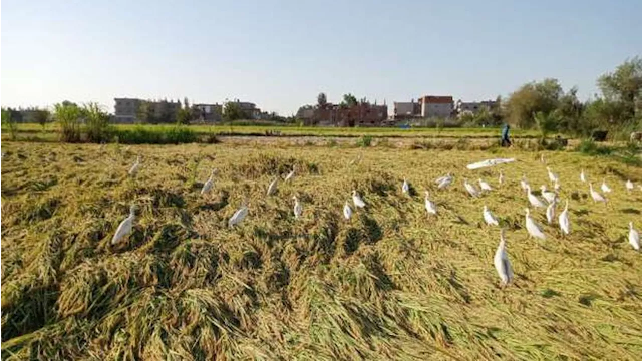 450 ألف طن زيادة في إنتاج الأرز الشعير في كفر الشيخ عن العام الماضي