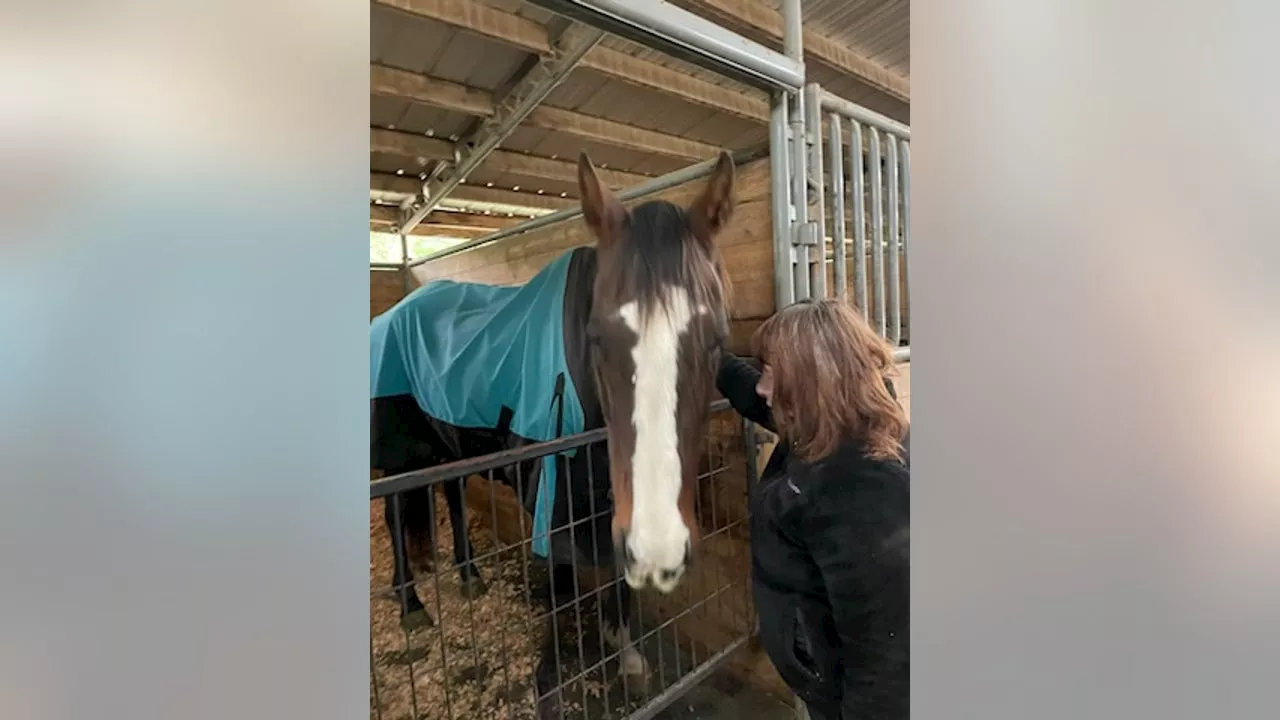 Maple Valley Rescue works to save starved and neglected horse 'Lilly', urges reporting of neglect cases