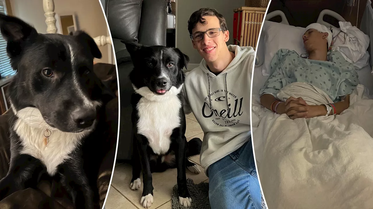 Dog alerts family, saves Texas teenager from life-threatening stroke: ‘Keeping guard’