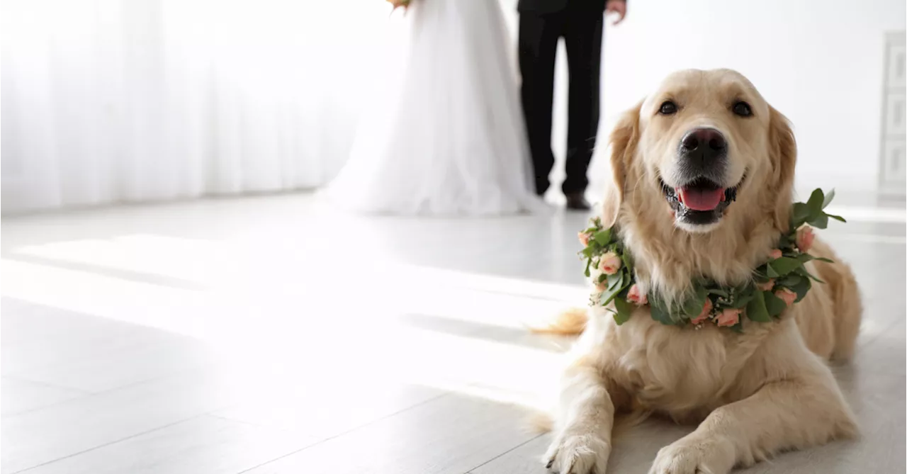 Bride left shocked when friend demands wedding invite for her dog