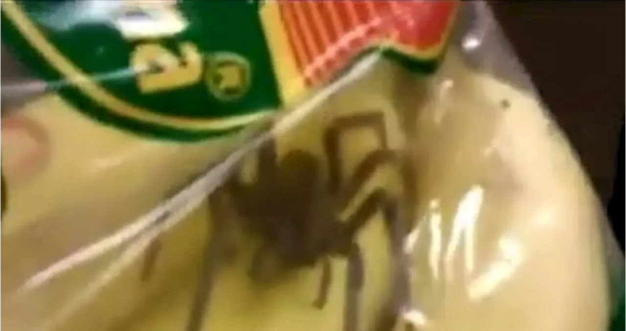 Shocking Footage Shows Customer Arguing With Cashier After Giant Spider Found In Bananas