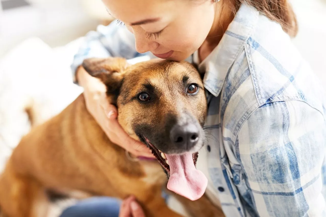 Haustierhalter tun mehr für den Hund, als für die Katze