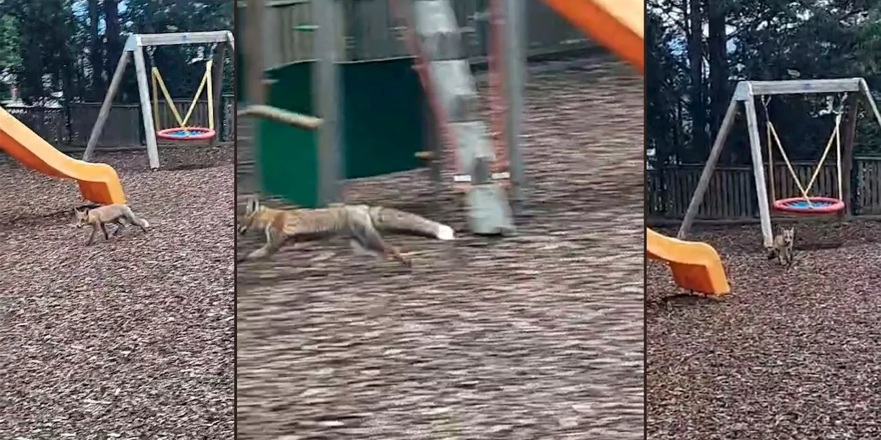 Papa aus Wien in Sorge: Fuchs tobt am Spielplatz herum