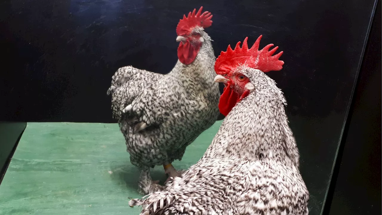 Roosters identify themselves in the mirror, research finds