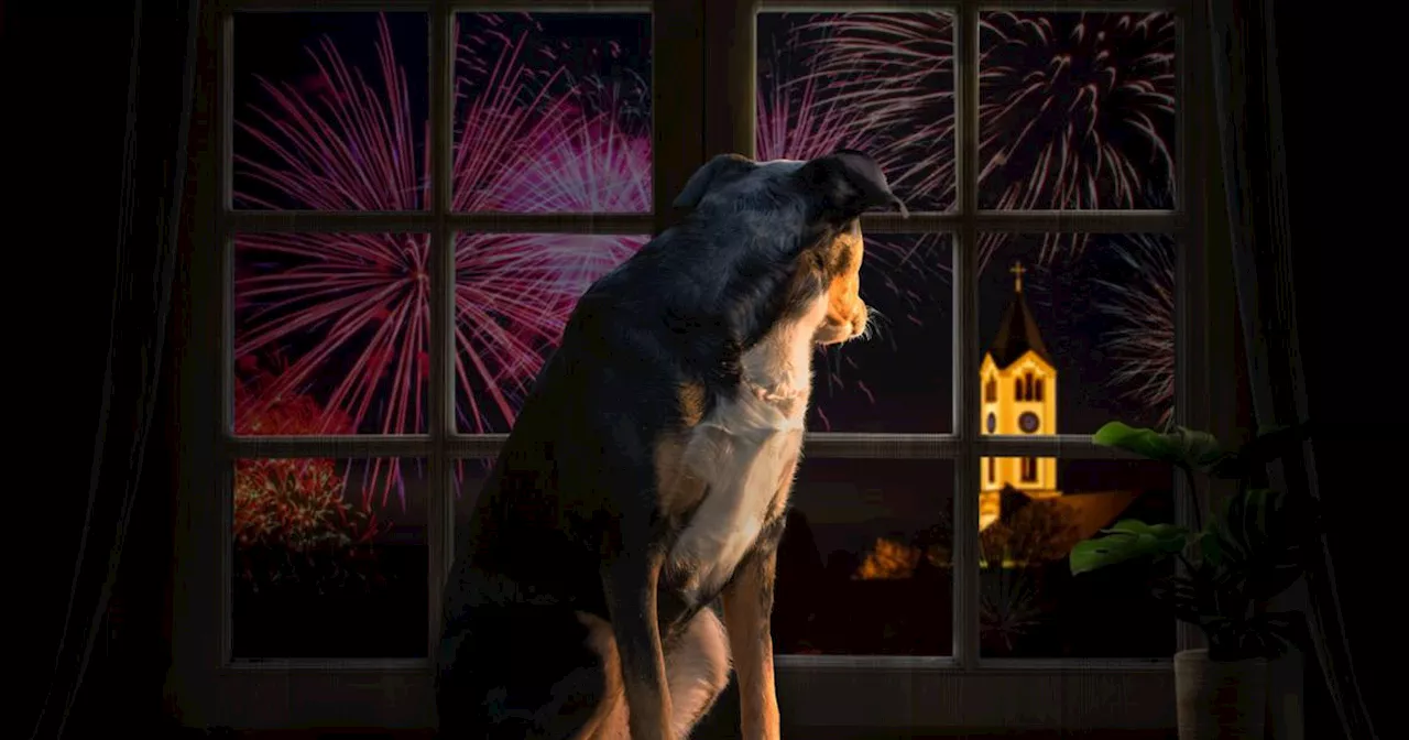 Halloween safety tips for pets: How can I keep my dog calm and happy during fireworks?