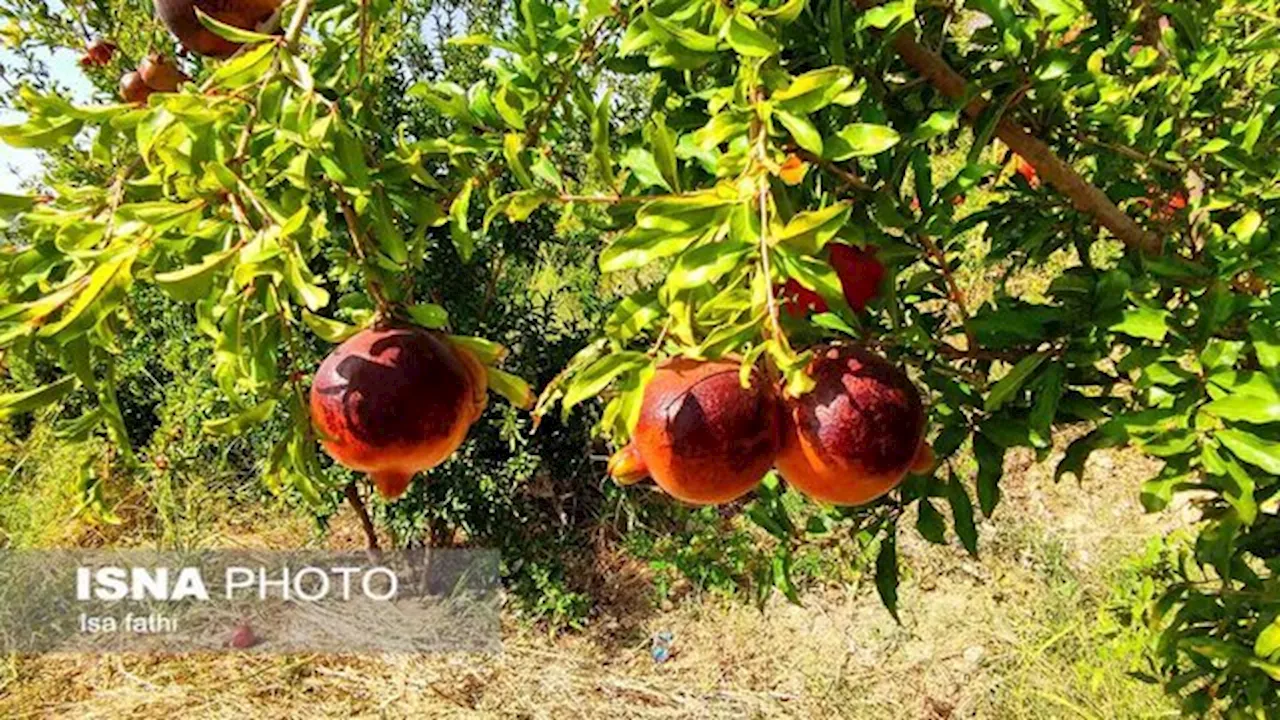 مبارزه با آفت کرم گلوگاه به صورت تلفیقی امکان‌پذیر است