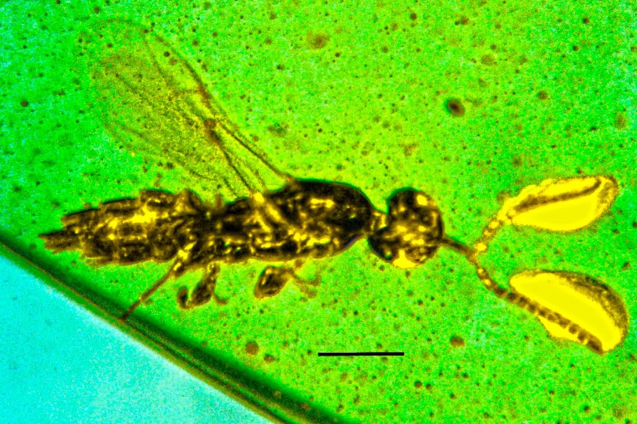 Découverte d'une nouvelle espèce de micro-guêpe avec des structures uniques