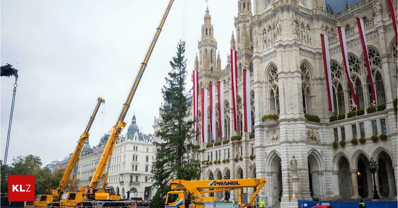 140 Jahre alte Fichte am Wiener Christkindlmarkt aufgestellt