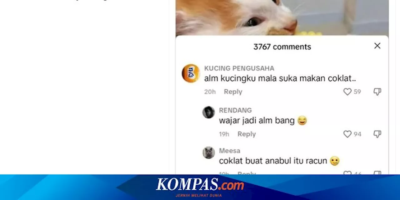 Benarkah Kucing Tidak Boleh Makan Cokelat?