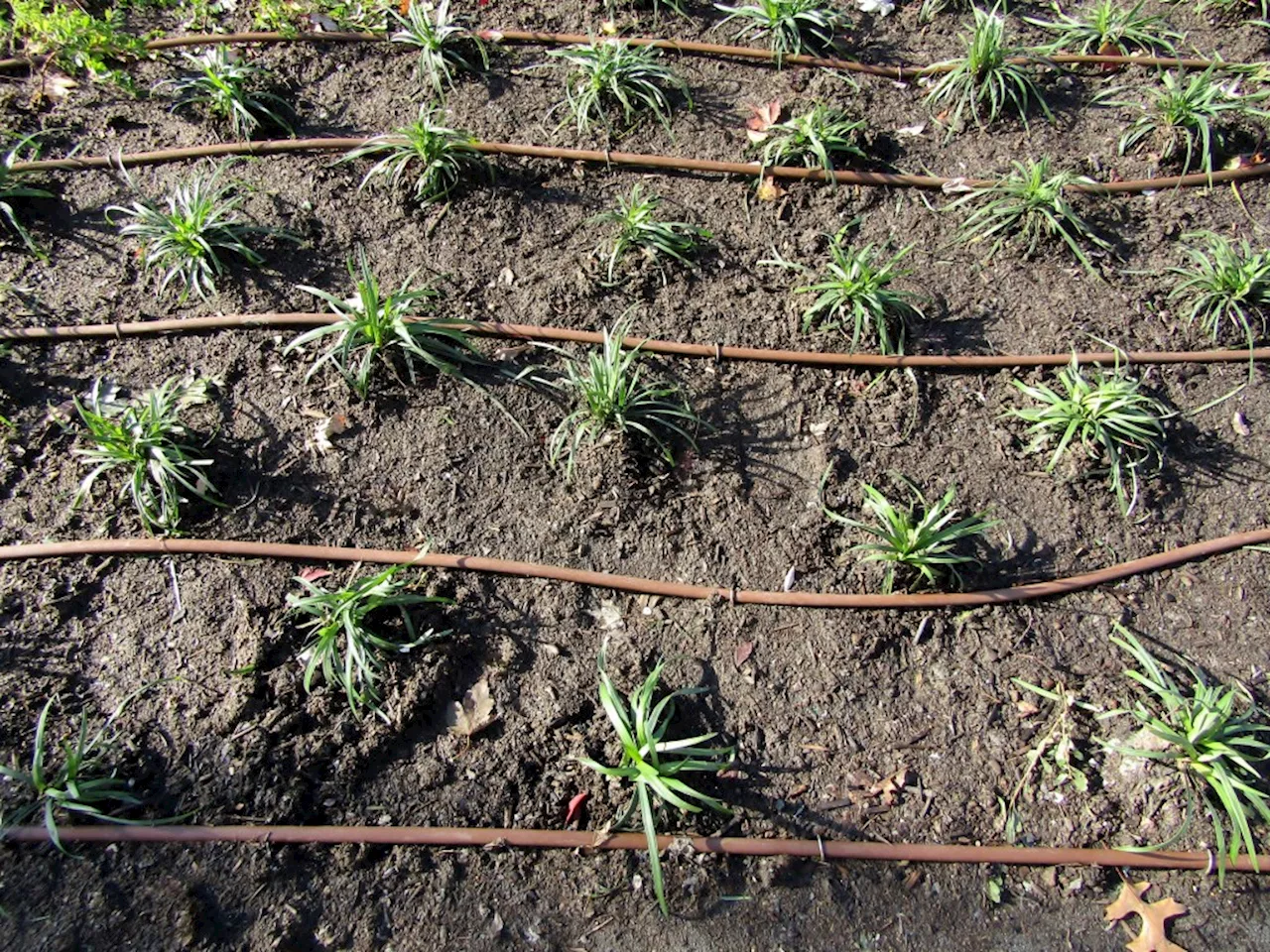 Gardening: Protecting drip irrigation lines from chewing critters