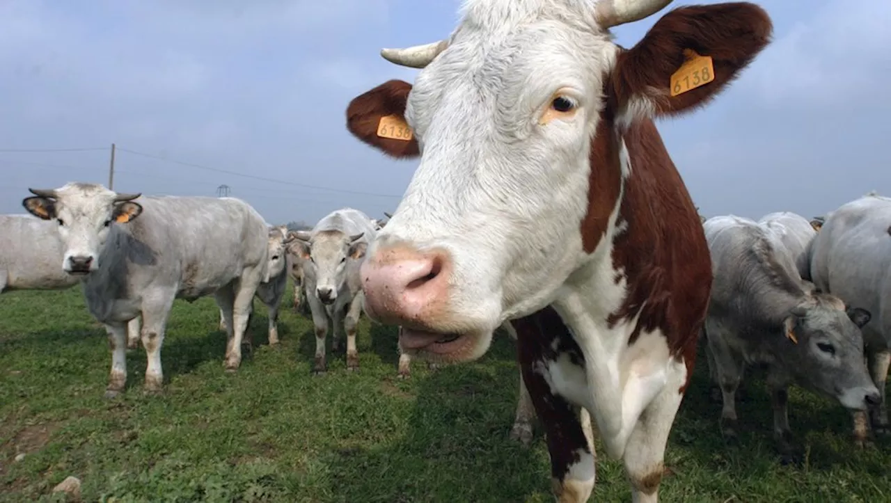 La France en alerte face à la maladie hémorragique épizootique