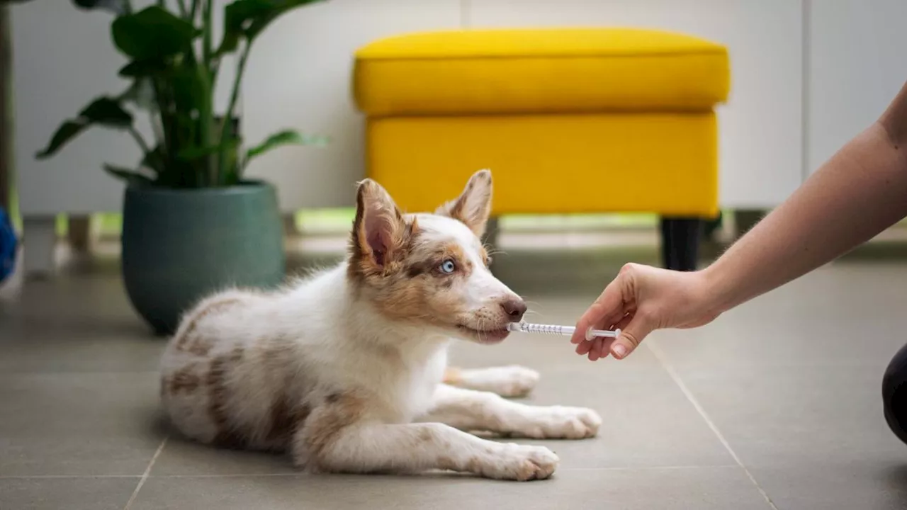 Pourquoi et comment vermifuger votre chien ou votre chat