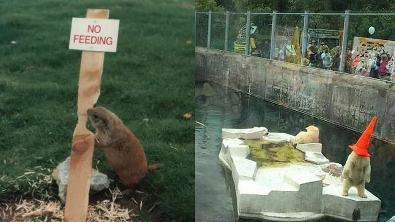 7 Potret Kocak Pemandangan Nyeleneh di Kebun Binatang Ini Bikin Tepuk Jidat