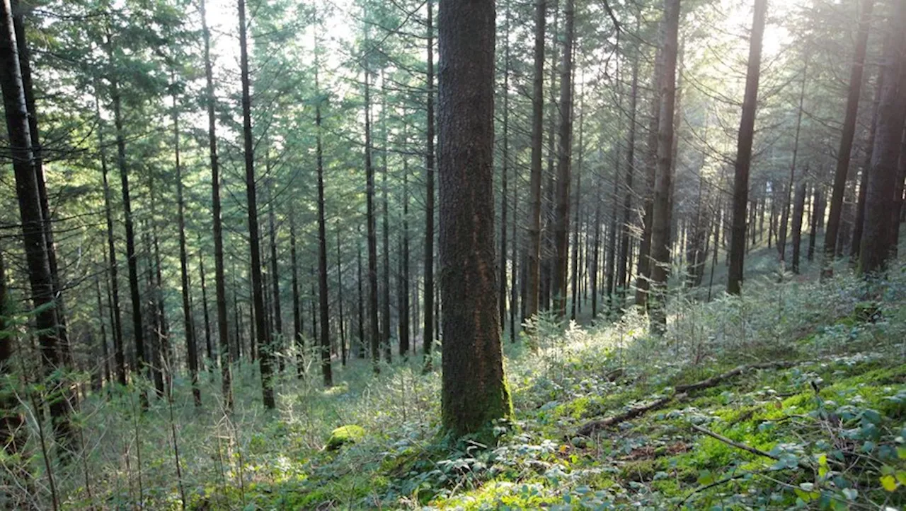 Et si vous investissiez dans... la forêt ?