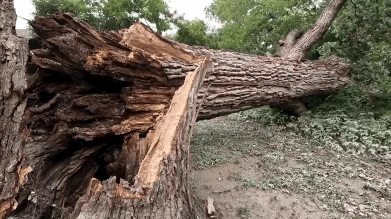 Beloved Plano tree topples over after storms leaving community heartbroken