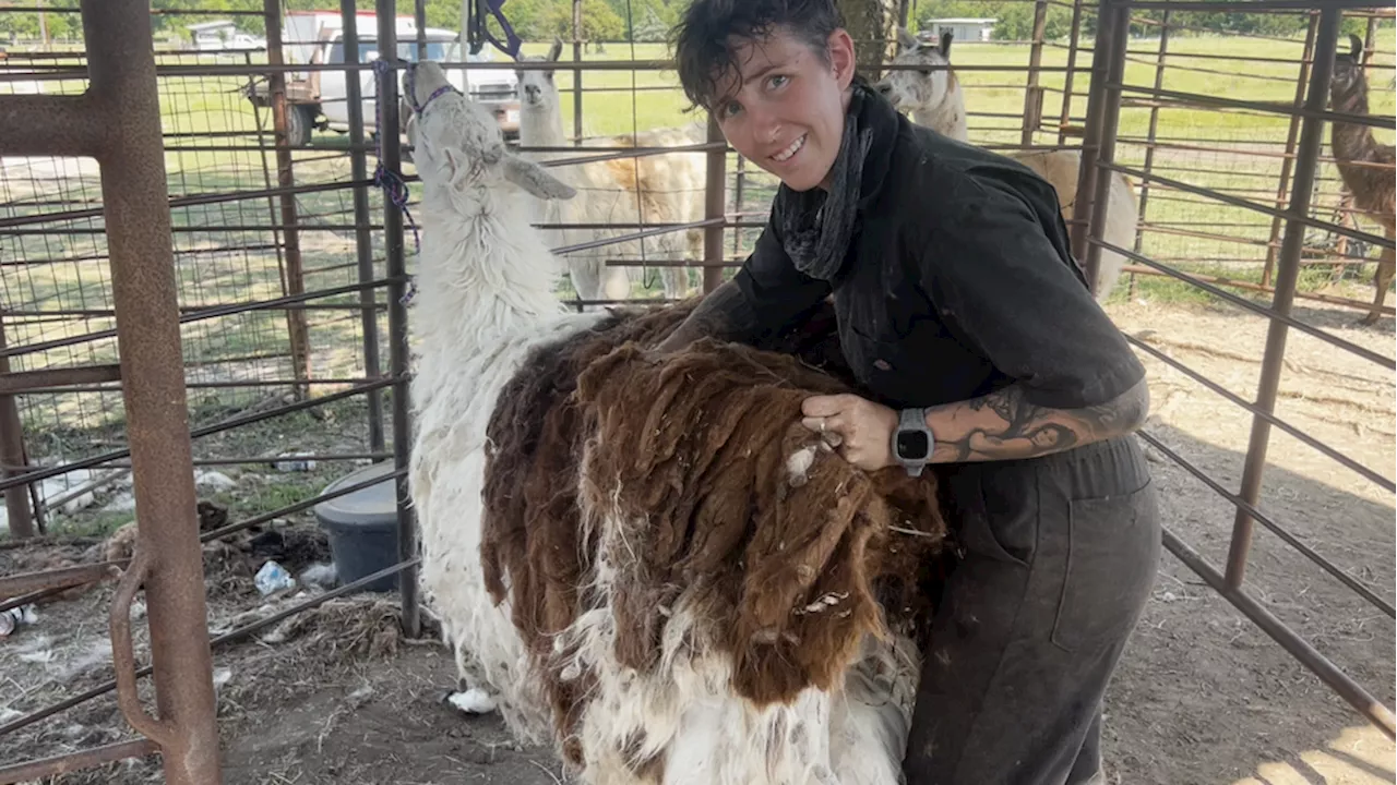 From shear inexperience to social media stardom: Right Choice Shearing