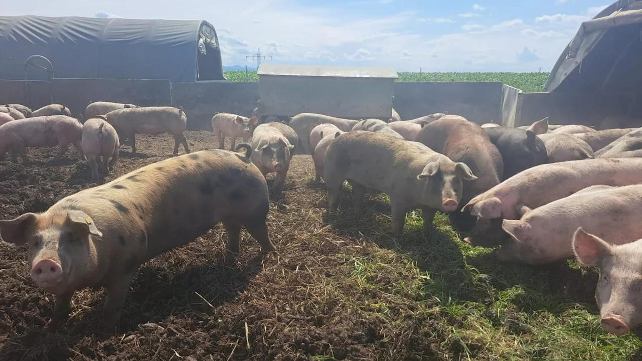 Freilandschweinebauern droht nun die Räumung