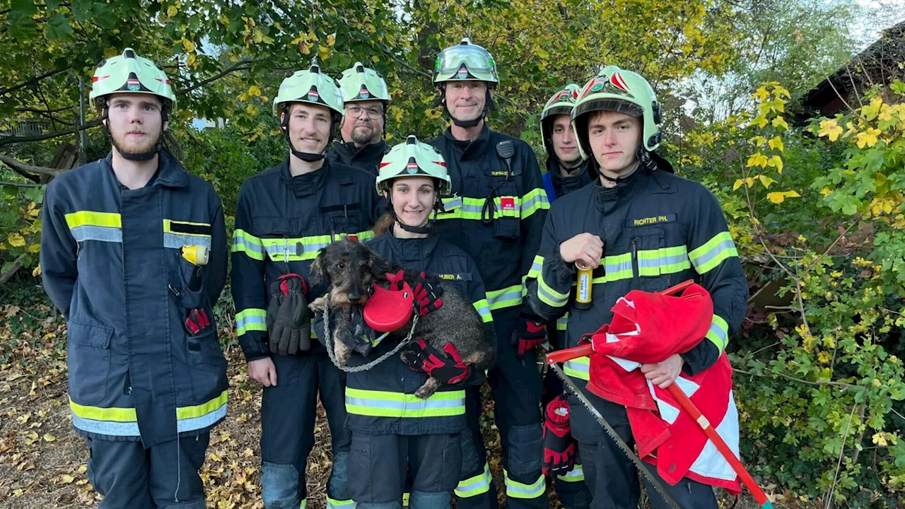 Hund in Mödlinger Brandruine gefangen