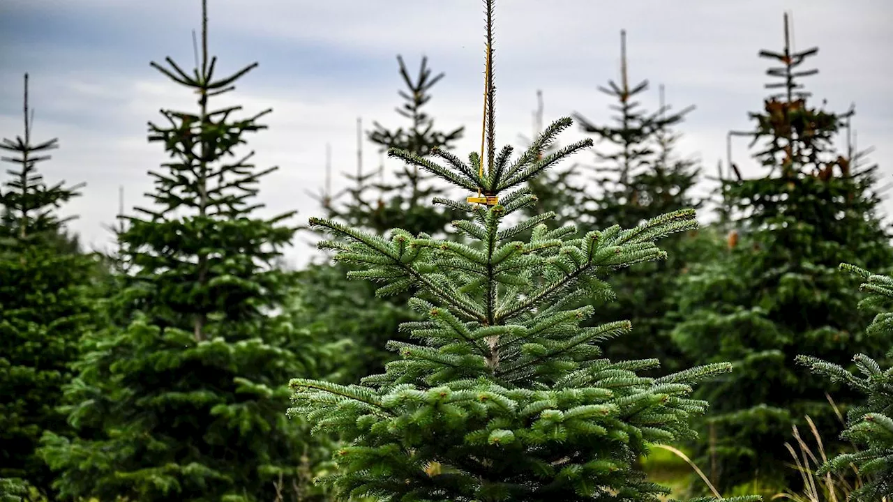 Weihnachtsbäume in Berlin und Brandenburg: Auswahl groß, Preise gestiegen