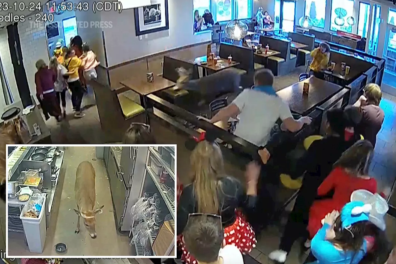 Oh dear-Restaurant patrons scatter as deer bursts through window