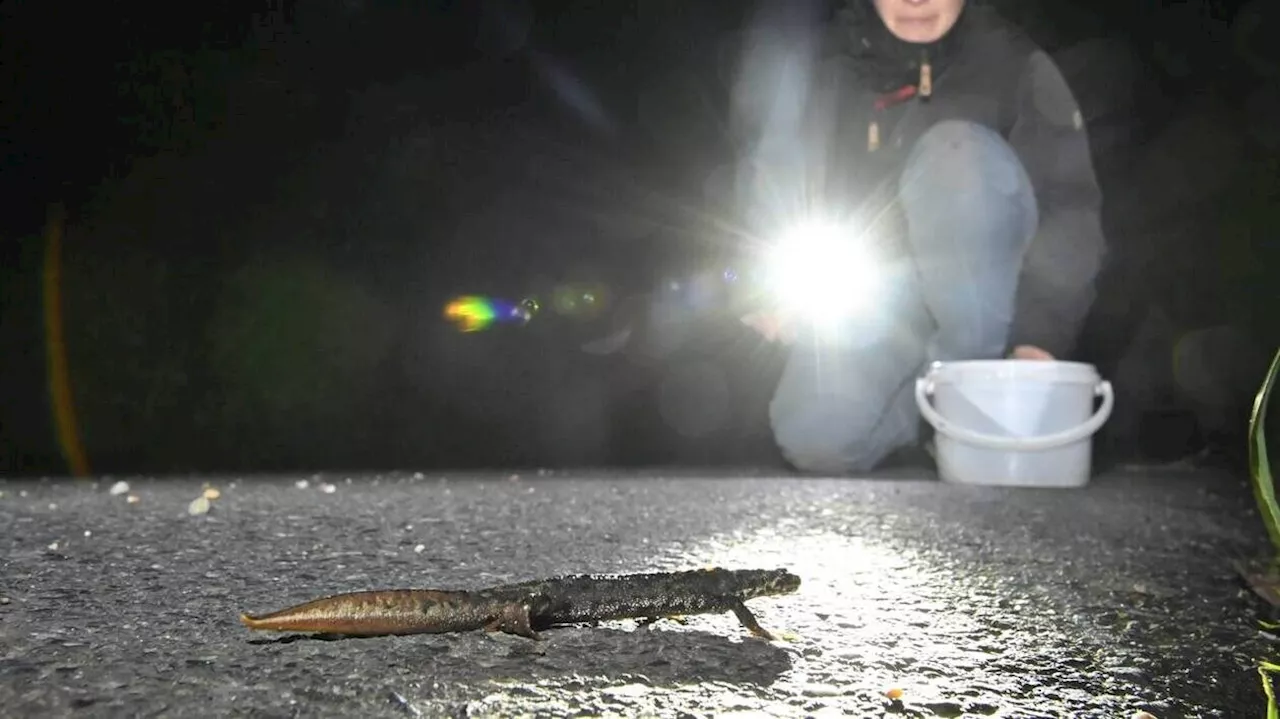 Fermeture prolongée de la route de Thôt à Vauville à cause des amphibiens