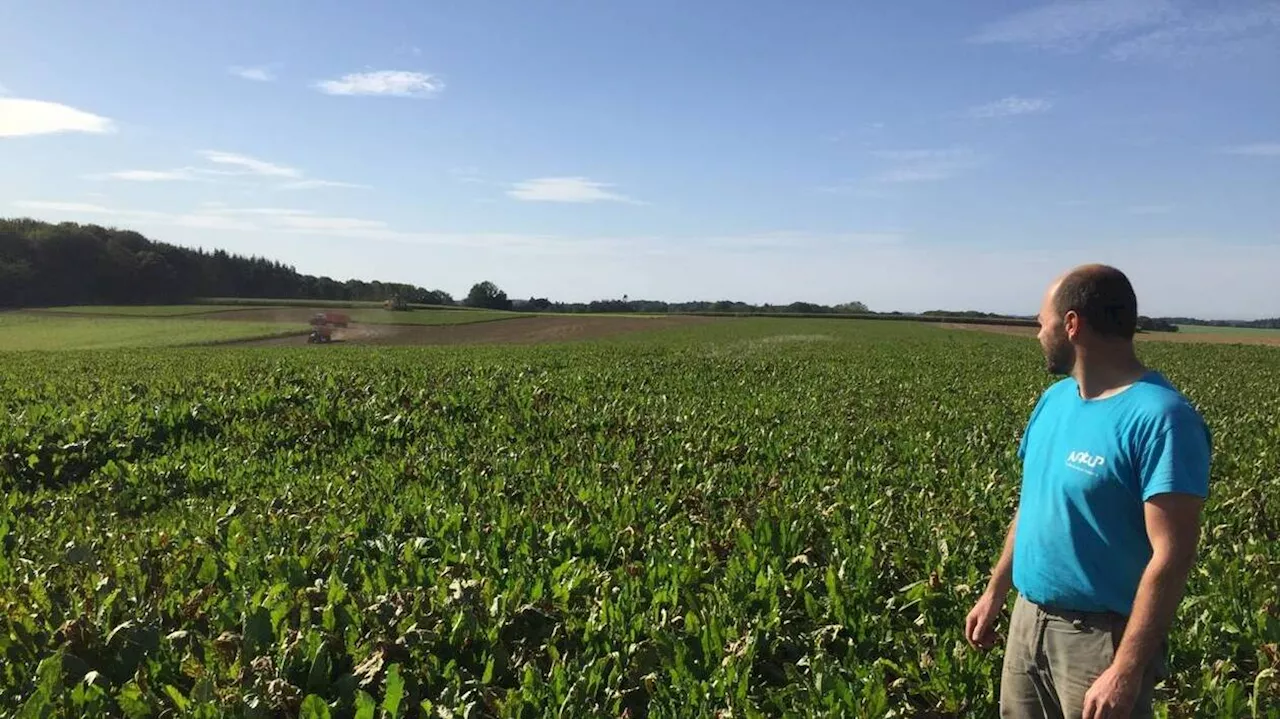 Le prix du sucre atteint un niveau record, une bonne nouvelle pour les agriculteurs français